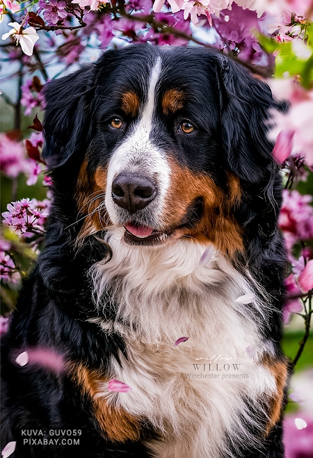 Willow