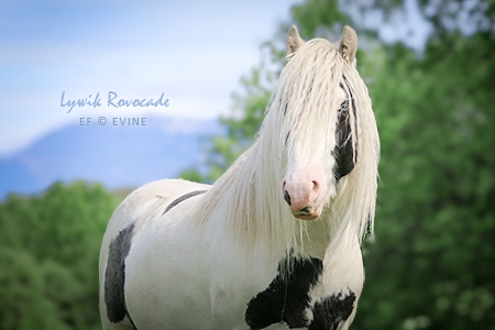 Lywik Rovocade