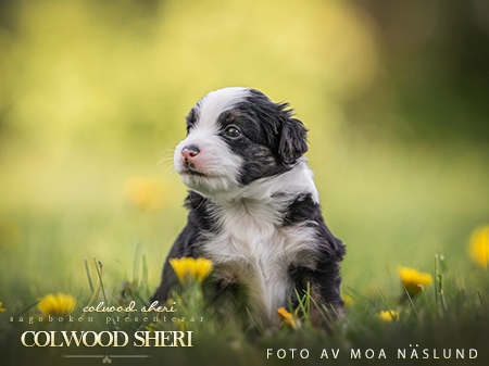 Colwood Sheri