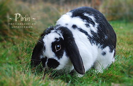 Pirin