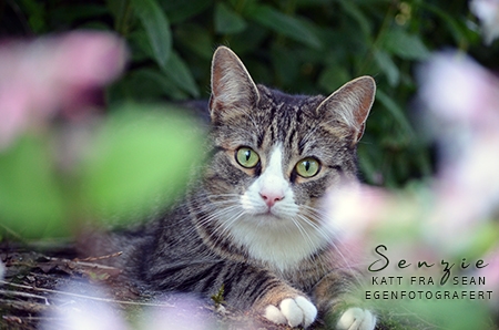 Senzie