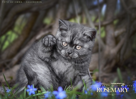 Rosemary
