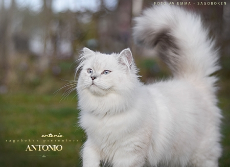 Antonio