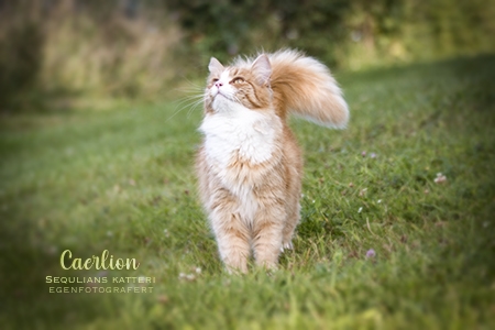 Caerlion