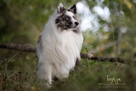 Teyrza