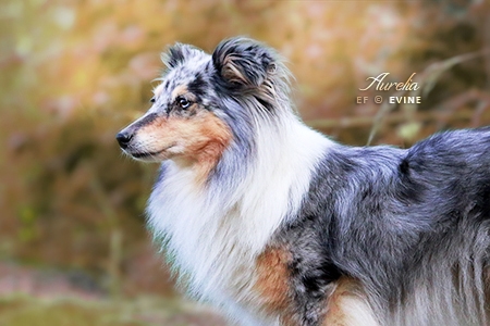 Aurelia