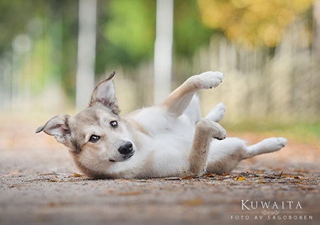 Kuwaita