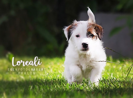 Loreali