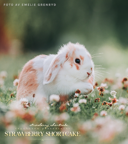 Strawberry Shortcake