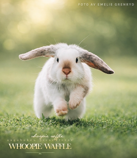 Whoopie Waffle