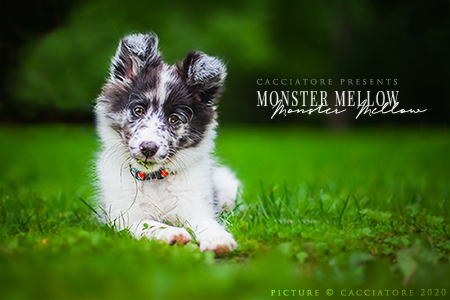 Monster Mellow