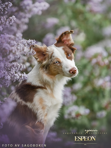 Espeon