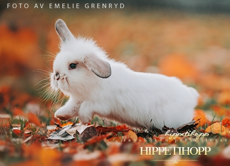 Hippetihopp