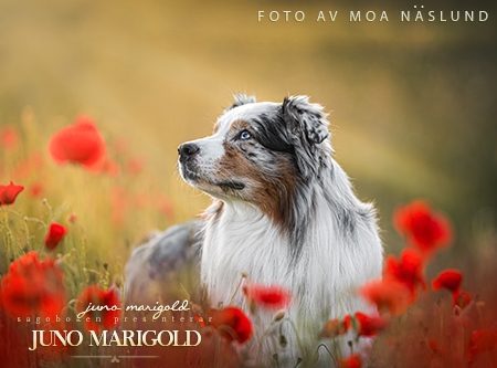 Juno Marigold