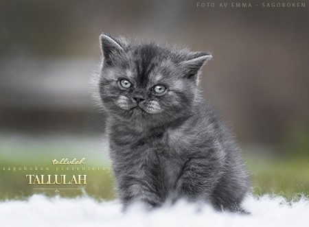 Tallulah