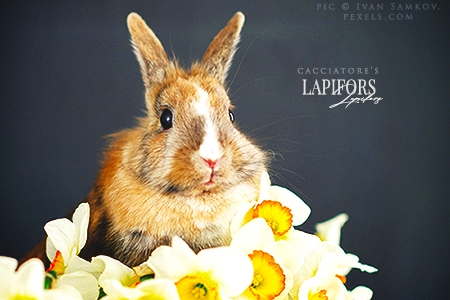 Lapifors