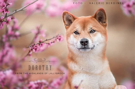 Dorothy