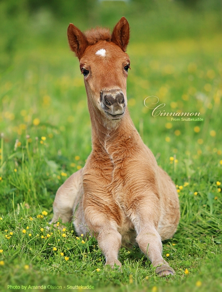 Cinnamon