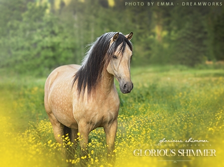 Glorious Shimmer
