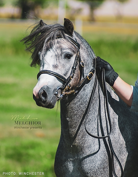Melchior