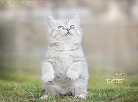 Bastet