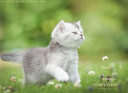 Temptation