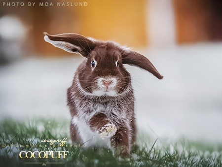 Cocopuff