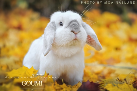 Goumi