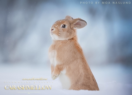 Carashmellow