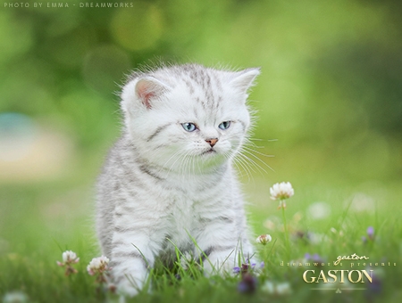 Gaston