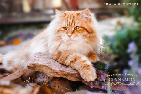 Cinnamon