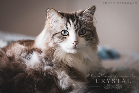 Crystal
