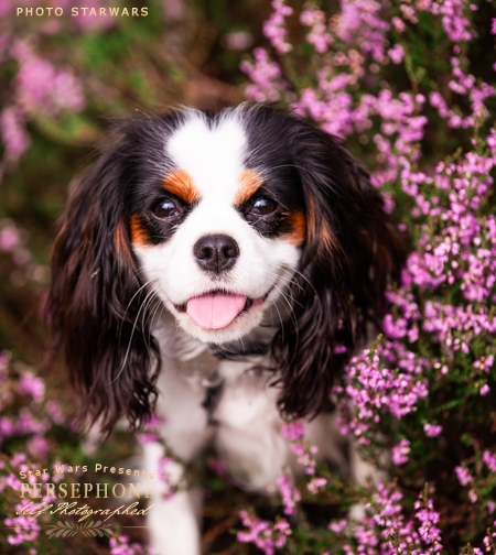 Persephone