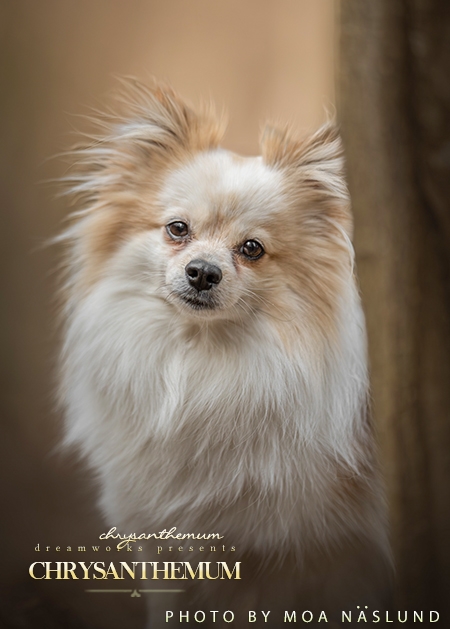Chrysanthemum