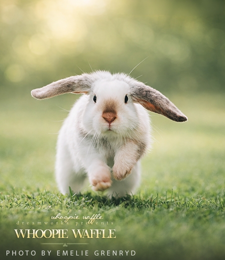 Whoopie Waffle