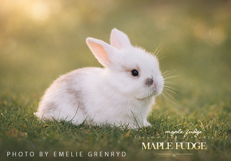 Maple Fudge