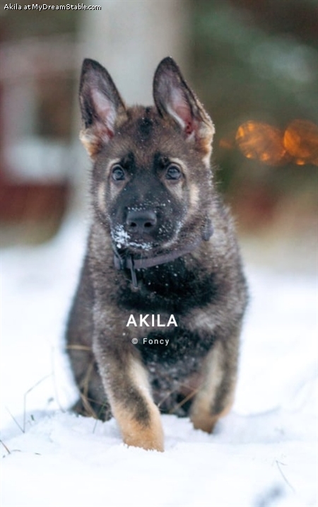 Akila