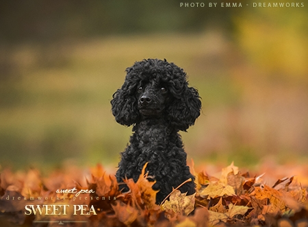 Sweet Pea