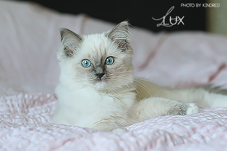 Lux