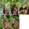ceranthir