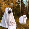 Spookyhill